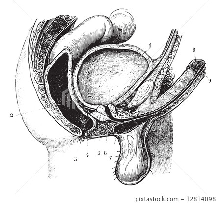 Anteroposterior cutting the genitals of the man, vintage engravi 12814098