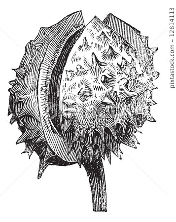 Common Horehound or Marrubium vulgare vintage engraving 12814113