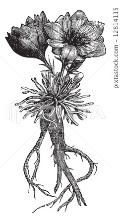 Lewisia rediviva or bitterroot, vintage engraving Lewisia rediviva or bitterroot, vintage engraving 12814115