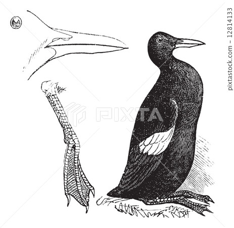 Guillemots white (summer plumage) vintage engraving 12814133