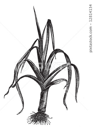 Leek or Allium ampeloprasum porrum, vintage engraving Leek or Allium ampeloprasum porrum, vintage engraving 12814134