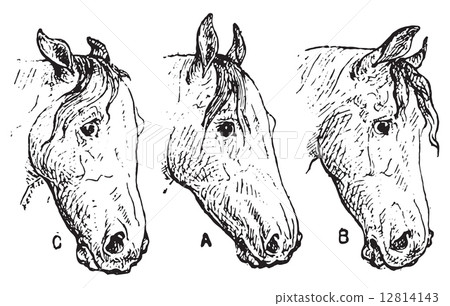 Horse ears, vintage engraving. Horse ears, vintage engraving. 12814143
