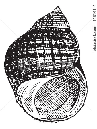 Periwinkle or Littorina sp., vintage engraving 12814145