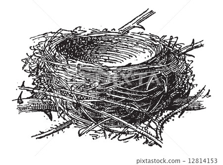 Nest of the Blackcap or Sylvia atricapilla, vintage engraving 12814153