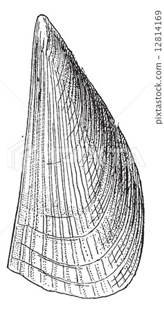 Atrina, vintage engraving. Atrina, vintage engraving. 12814169