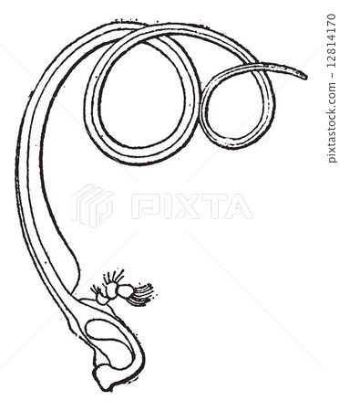 Fig 5. Sucking insects Spiritrompe, vintage engraving. Fig 5. Sucking insects Spiritrompe, vintage engraving. 12814170