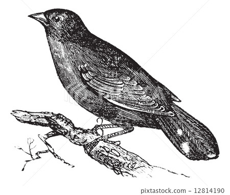 Guianan Red-Cotinga or Phoenicircus carnifex vintage engraving 12814190