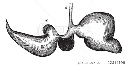 Stomach of a sheep vintage engraving 12814196