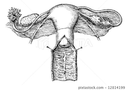 Internal genitals of women, vintage engraving. 12814199