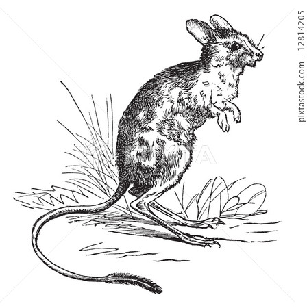 Lesser Egyptian Jerboa or Jaculus jaculus vintage engraving 12814205