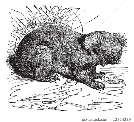 Koala or Phascolarctos cinereus vintage engraving Koala or Phascolarctos cinereus vintage engraving 12814229