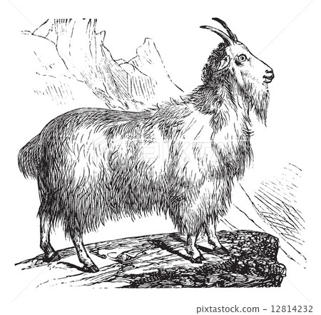 Wild Goat vintage engraving 12814232