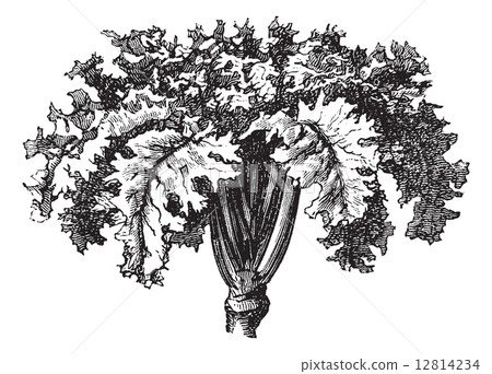 Rutabaga or Swedish Turnip or Yellow Turnip or Brassica napobras 12814234