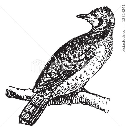 Wryneck, vintage engraving. 12814241