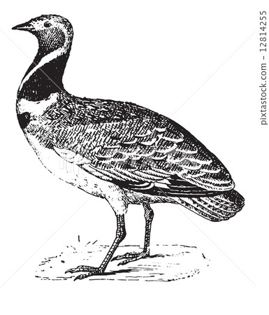 Bustard, vintage engraving. 12814255