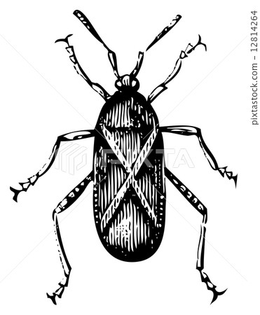 Old illustration of a Squash bug or Coreus tristis Old illustration of a Squash bug or Coreus tristis 12814264