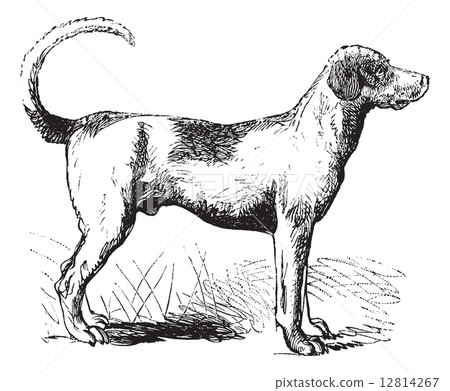 Foxhound vintage engraving 12814267