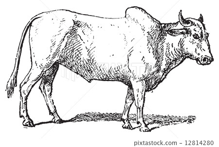 Zebu or Humped cattle, vintage engraving. 12814280