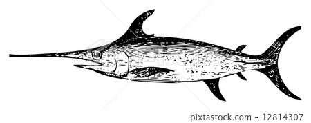 Old engraving of a Swordfish 12814307