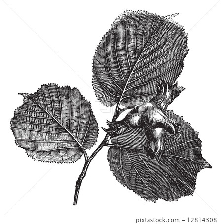 Hazel or Corylus sp., vintage engraved illustration 12814308