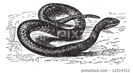 Vipera Aspis or European Viper. Vintage engraving. 12814312