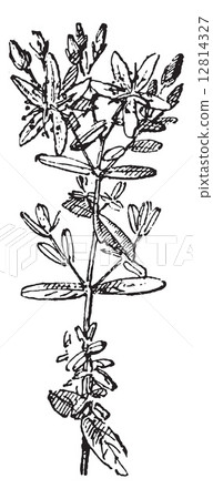 Saint John's Wort or Hypericum perforatum, vintage engraving 12814327