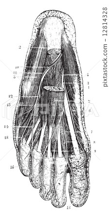 Surface layer of the sole of the foot, after removal of the skin Surface layer of the sole of the foot, after removal of the skin 12814328