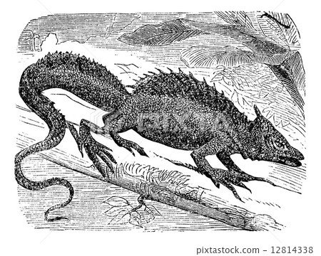 Basilisk or Basiliscus mitratus vintage engraving. 12814338