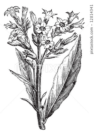 Nicotiana tobacco, vintage engraving. 12814341