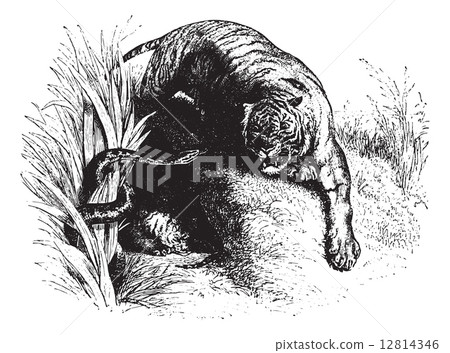 Tiger staring at snake, vintage engraving. Tiger staring at snake, vintage engraving. 12814346