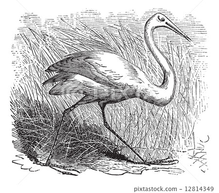 Whooping cranes (Grus Americana) vintage engraving 12814349