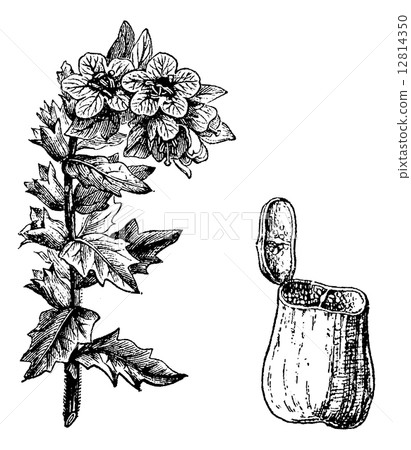 Black Henbane or Hyoscyamus niger, vintage engraving Black Henbane or Hyoscyamus niger, vintage engraving 12814350