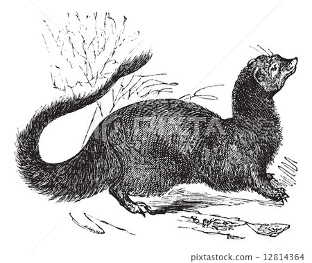 Egyptian Mongoose or Herpestes ichneumon vintage engraving 12814364