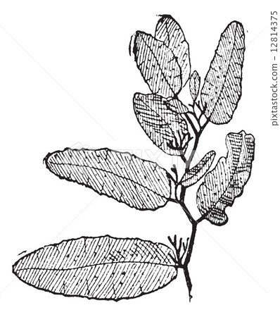 Sargasso or Sargassum vintage engraving 12814375
