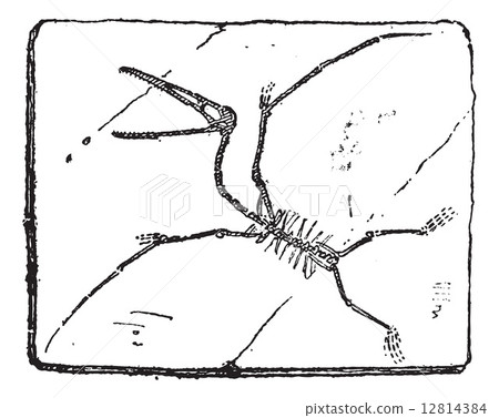 Pterodactyl or Pterosaurs, vintage engraving. 12814384