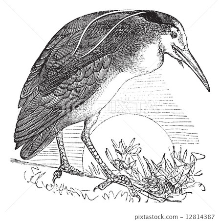 Night Heron or Nycticorax nycticorax, Bird, North America, vint Night Heron or Nycticorax nycticorax, Bird, North America, vint 12814387