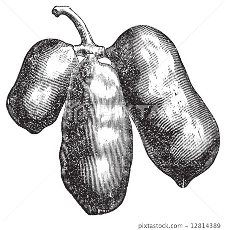 Common pawpaw or asimina triloba old engraving. Common pawpaw or asimina triloba old engraving. 12814389