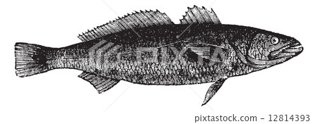 Otholithes ruber or Tiger toothed croaker fish, vintage engravin Otholithes ruber or Tiger toothed croaker fish, vintage engravin 12814393