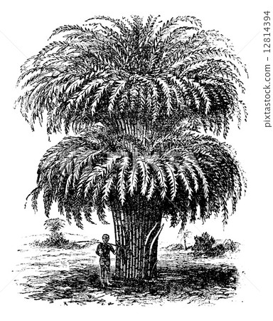 Bamboo or Bambusoideae or Bambuseae, vintage engraving Bamboo or Bambusoideae or Bambuseae, vintage engraving 12814394