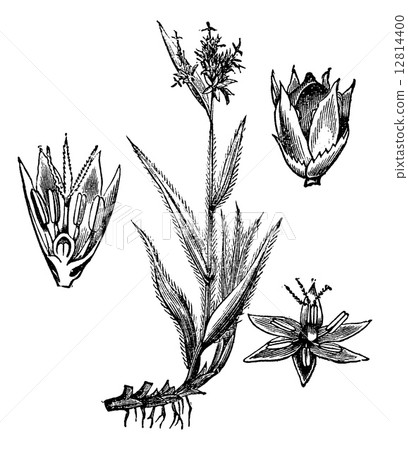 Field Wood-rush or Luzula campestris vintage engraving Field Wood-rush or Luzula campestris vintage engraving 12814400