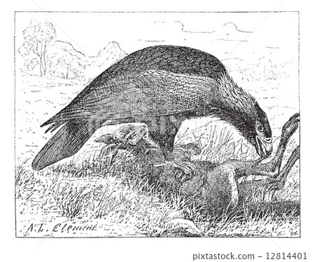 Wedge-tailed Eagle or Aquila audax, vintage engraving Wedge-tailed Eagle or Aquila audax, vintage engraving 12814401