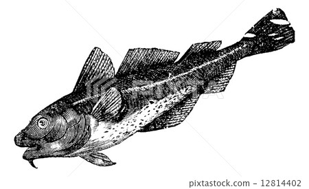 Cod america (morrhua americana), vintage engraving Cod america (morrhua americana), vintage engraving 12814402