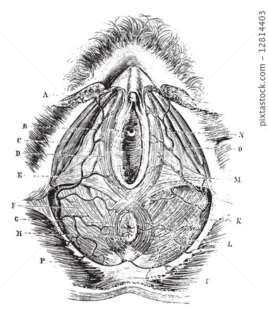 Perineum in women, vintage engraving. 12814403