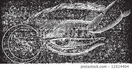 Phosphene nasal, vintage engraving. 12814404