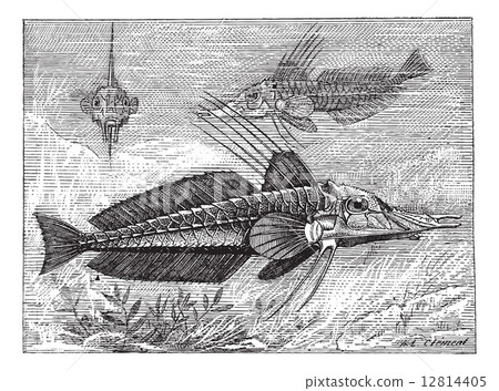 Armored Searobin or Peristediidae, vintage engraving 12814405