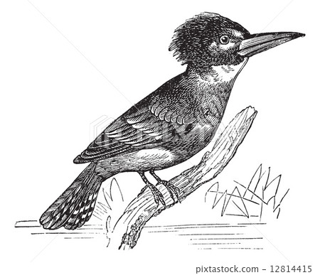 Belted Kingfisher or Megaceryle alcyon vintage engraving Belted Kingfisher or Megaceryle alcyon vintage engraving 12814415