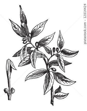 Bay leaves (Laurus nobilis) or sweet bay, vintage engraving 12814424