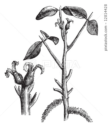 Walnut or Juglans sp., vintage engraved illustration 12814428