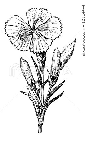 Wild Carnation or Dianthus caryophyllus, vintage engraving 12814444