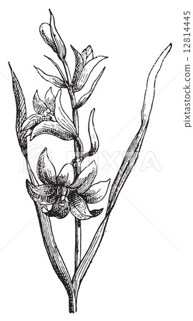 Ornithogale or Ornithogalum, vintage engraving. 12814445